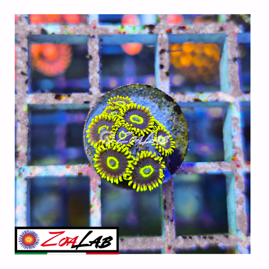 Zoanthus black Hornets