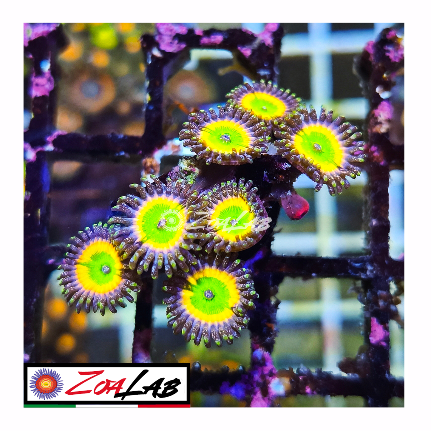 Zoanthus tinkerbell