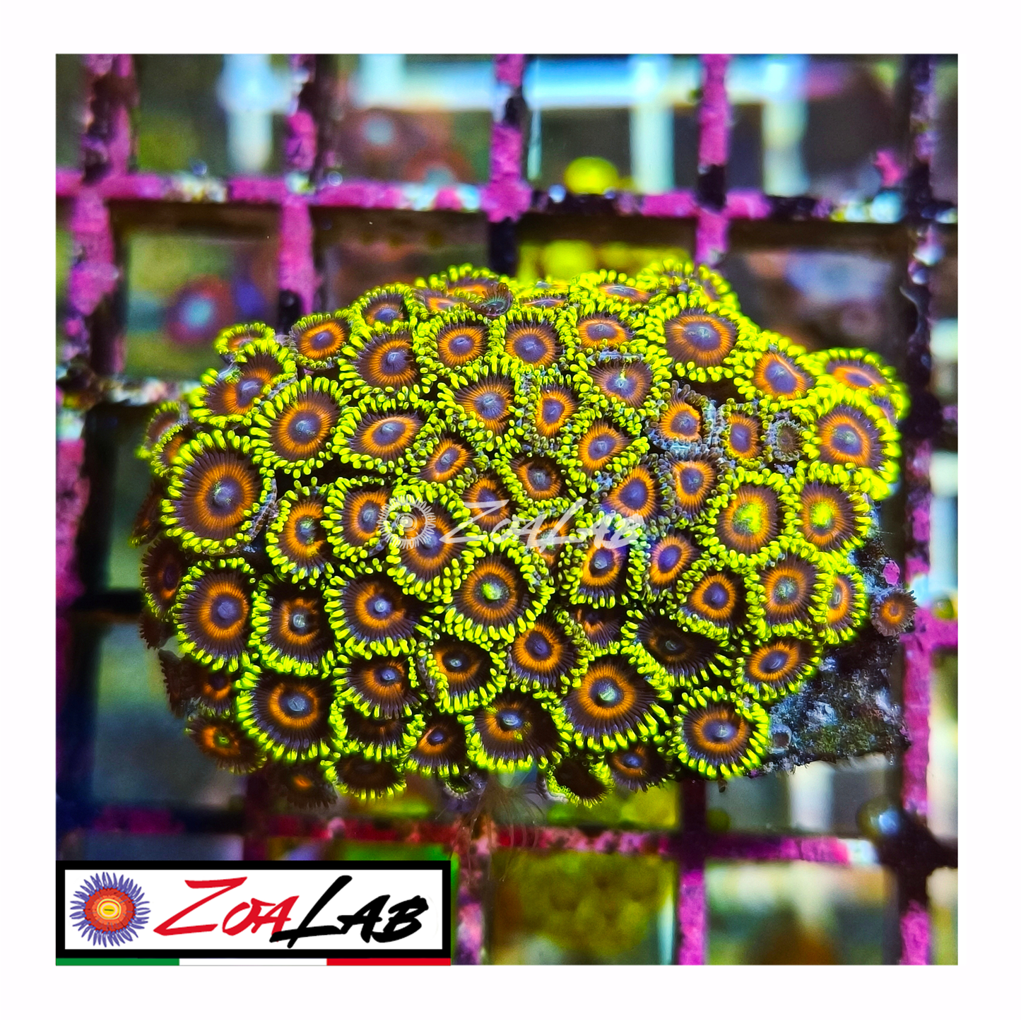 Zoanthus watermelon