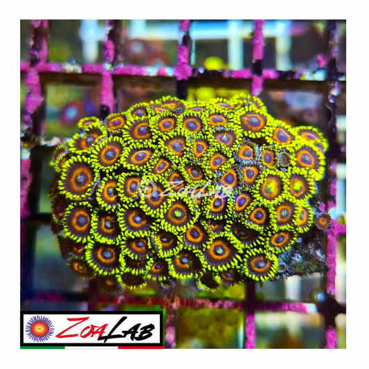 Zoanthus watermelon