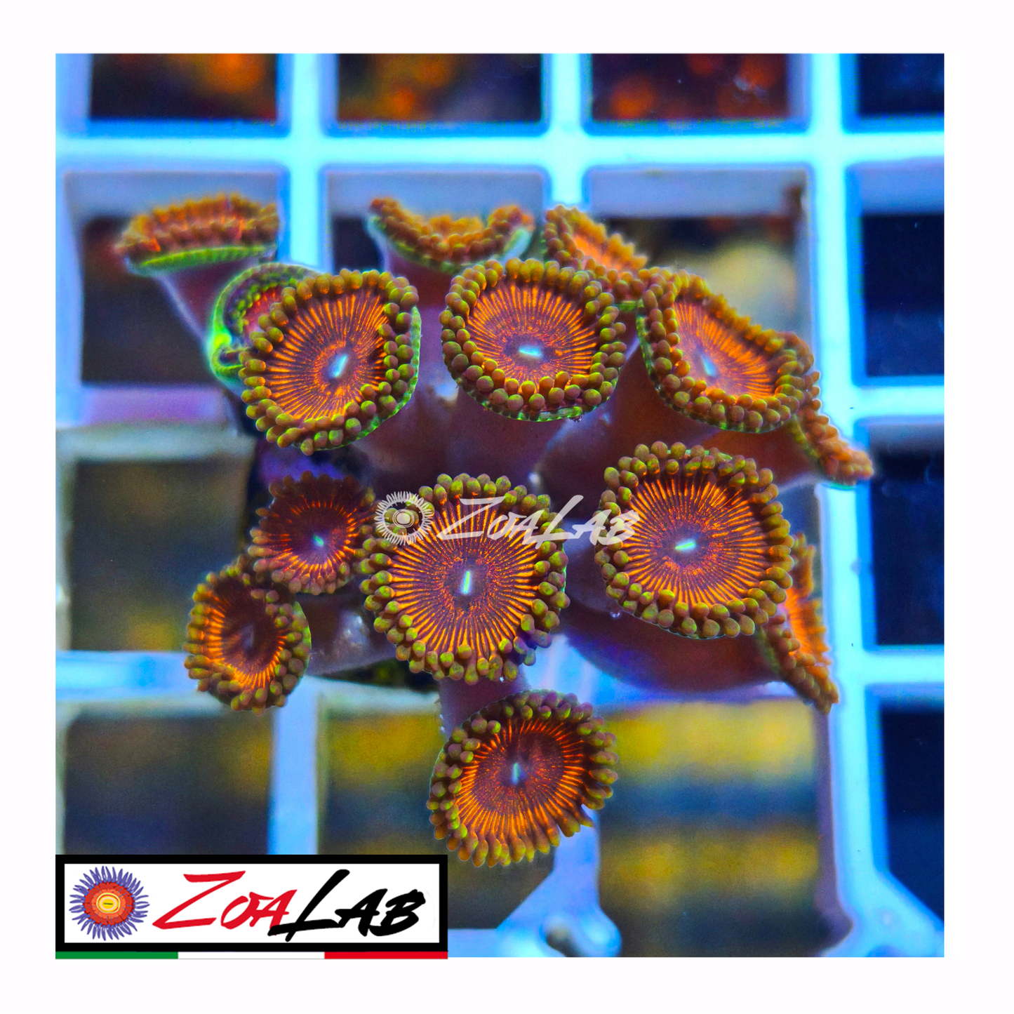 Zoanthus Devil armor