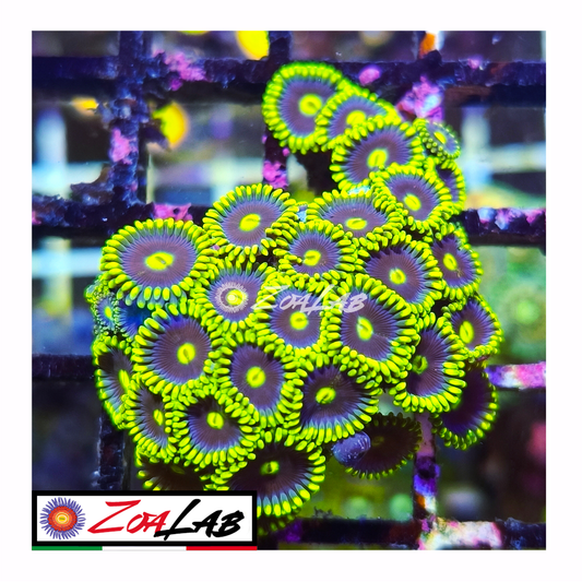Zoanthus Blue berry pie