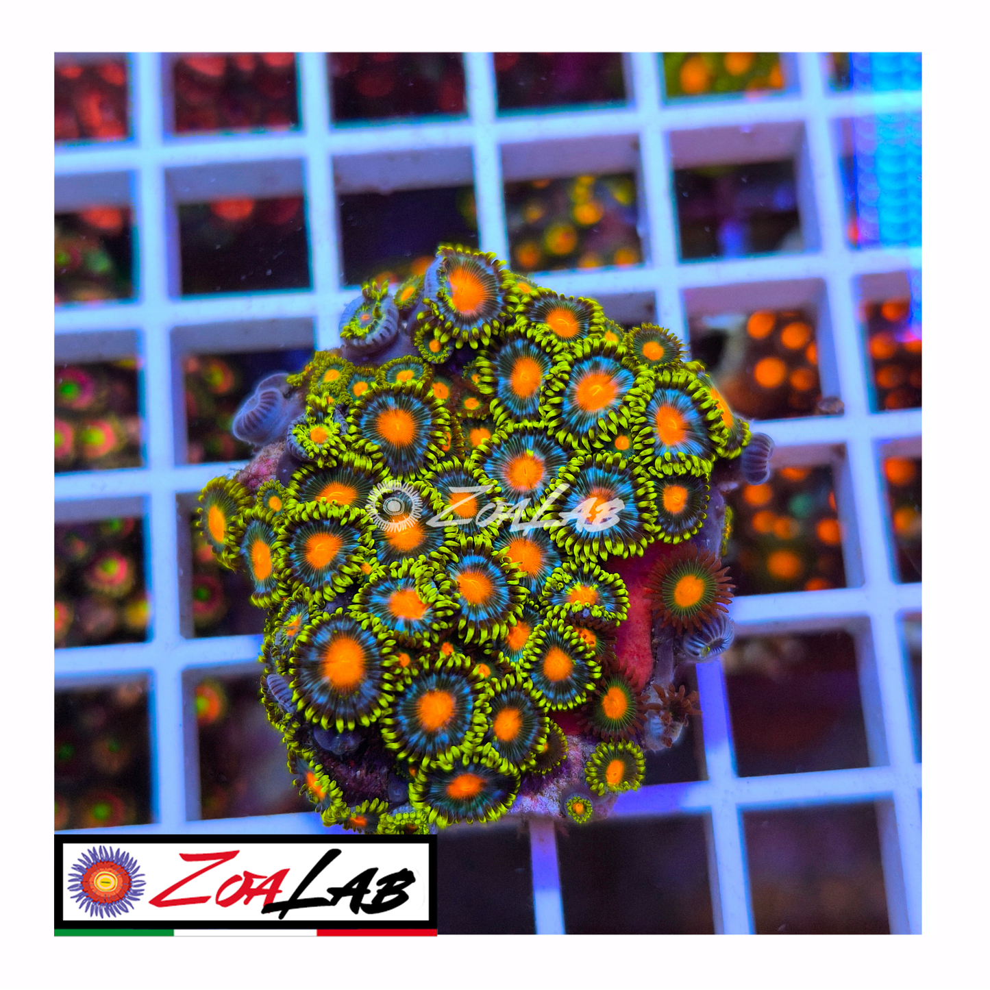 Zoanthus green Blue pops