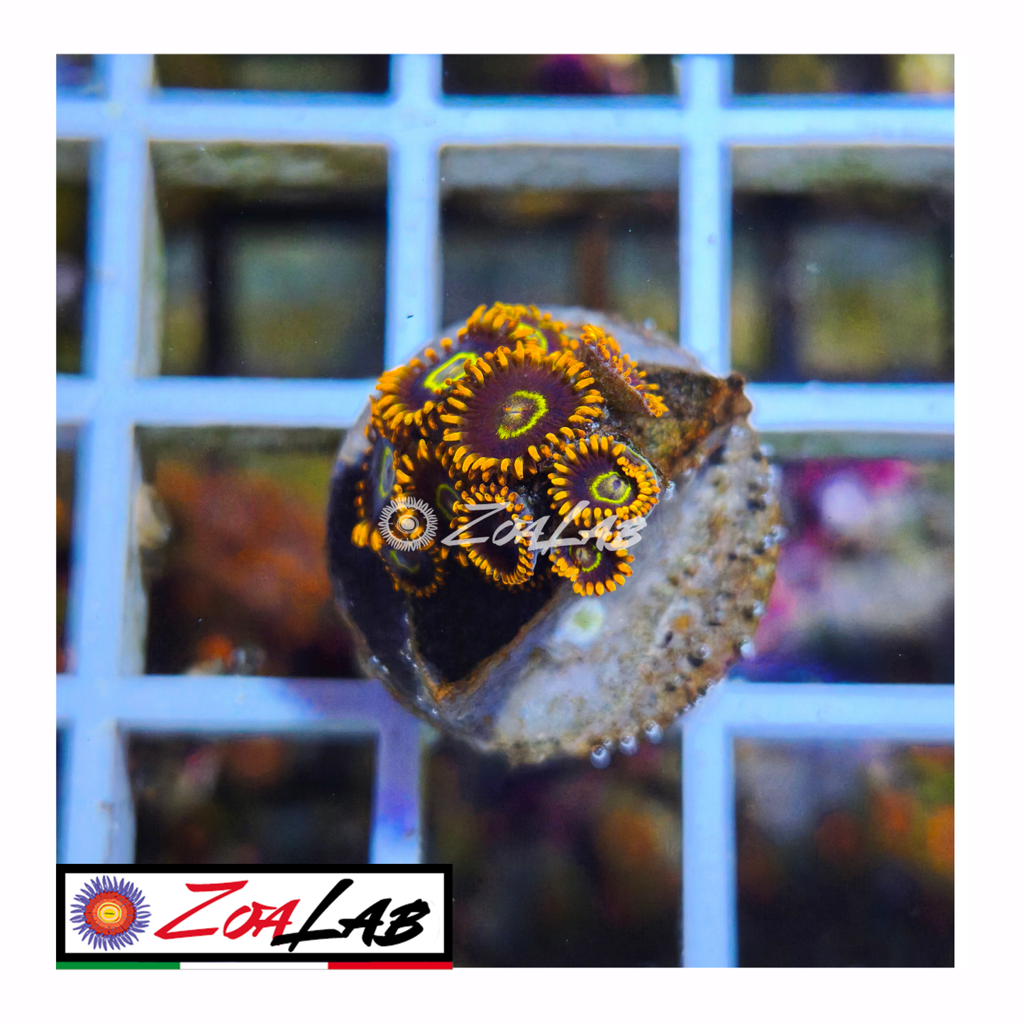 Zoanthus rainbow Hornets