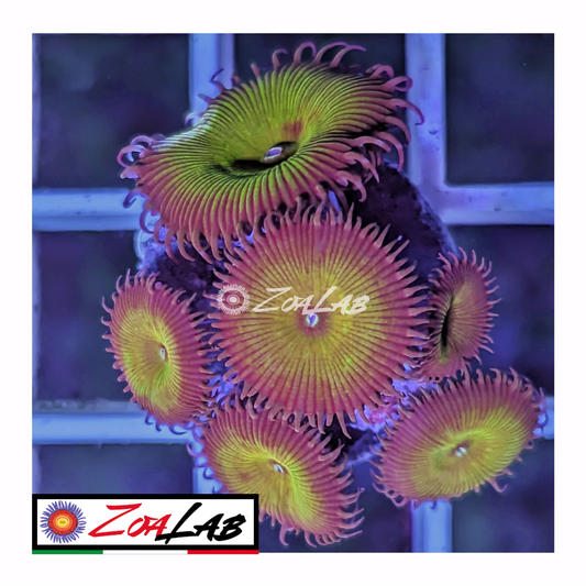 Palythoa nuclear green