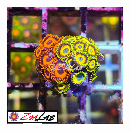 Zoanthus oxide mix