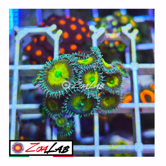 Palythoa White zombie