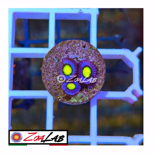 Zoanthus AOI