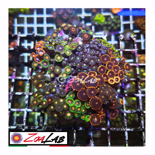 Zoanthus garden