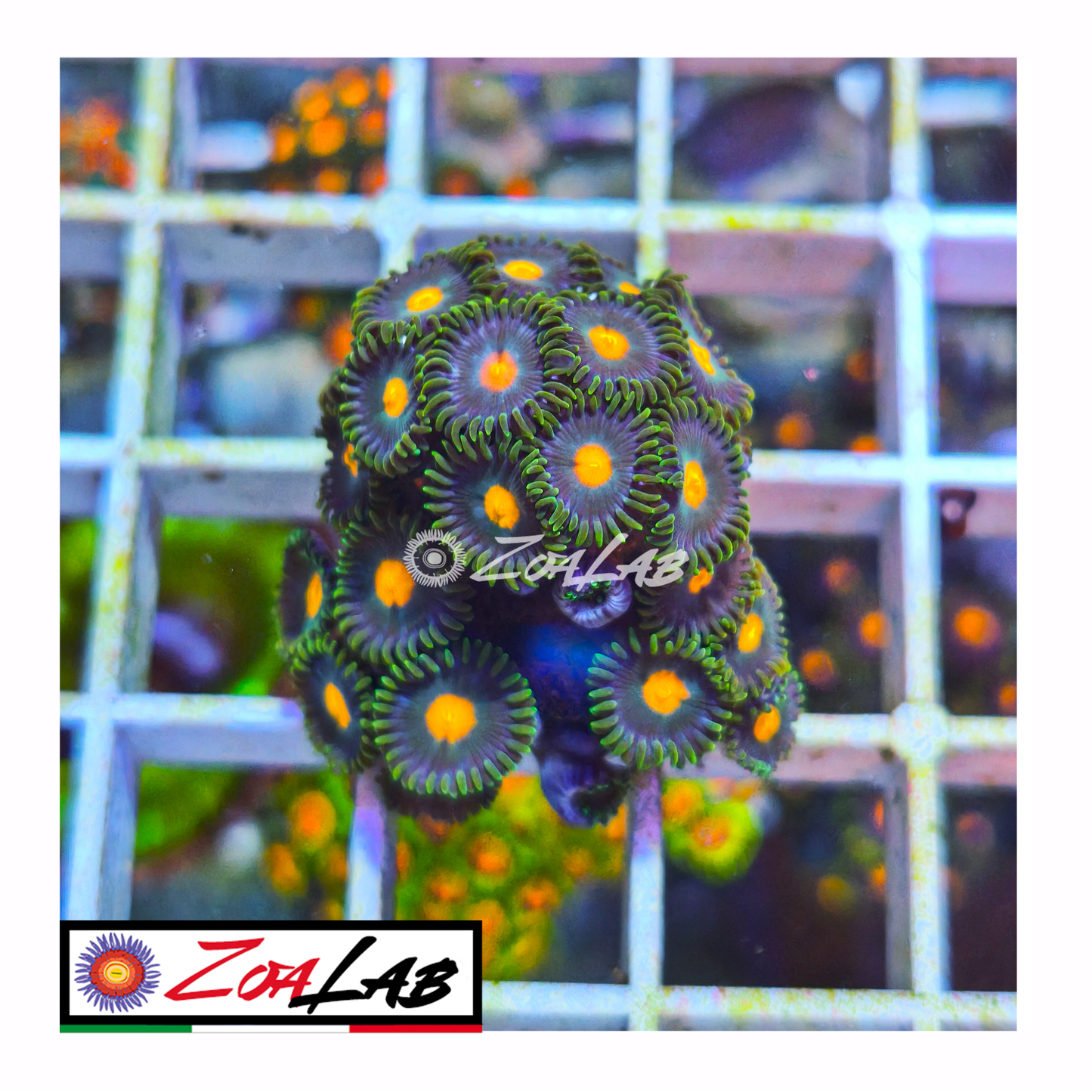 Zoanthus pops