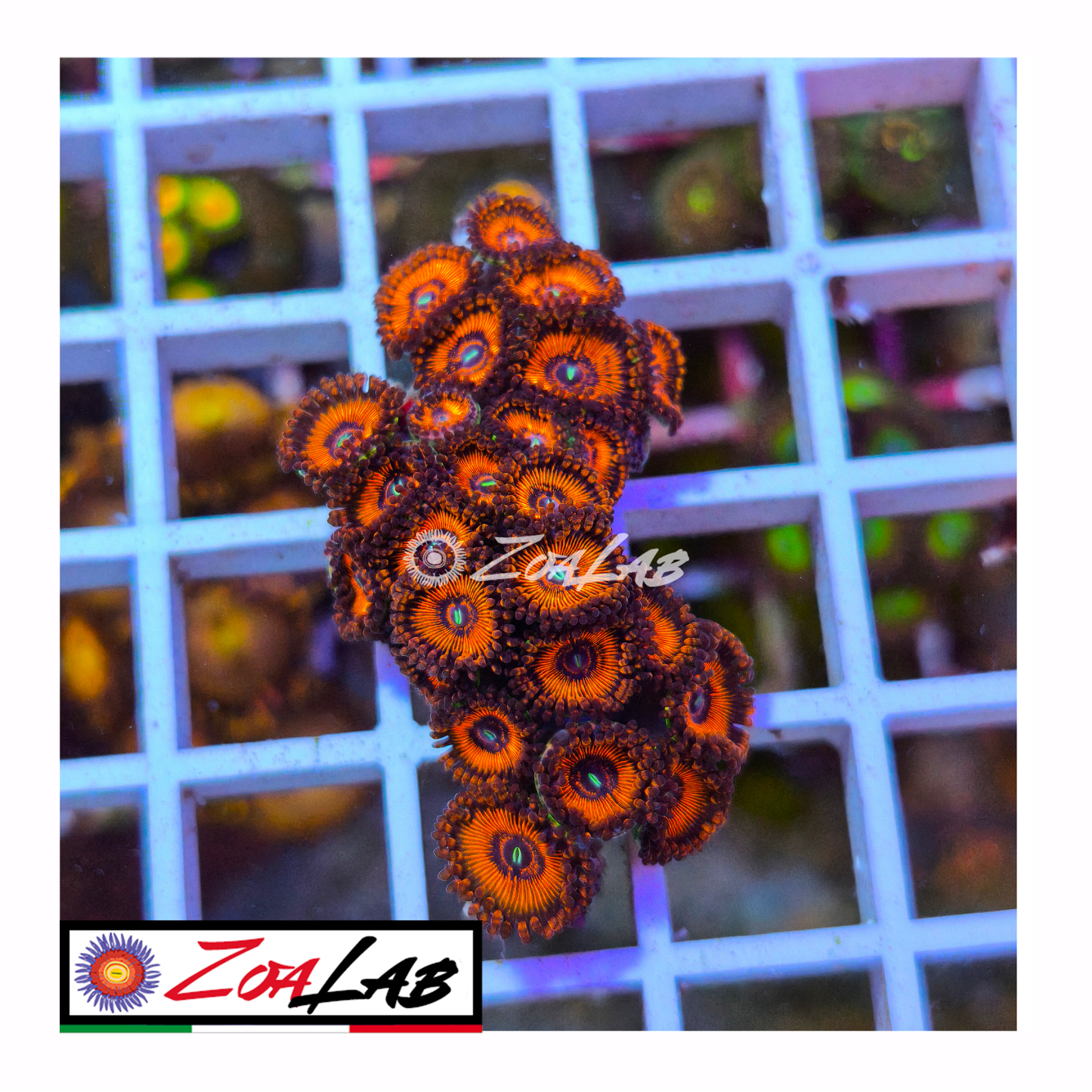 Zoanthus Red Devil