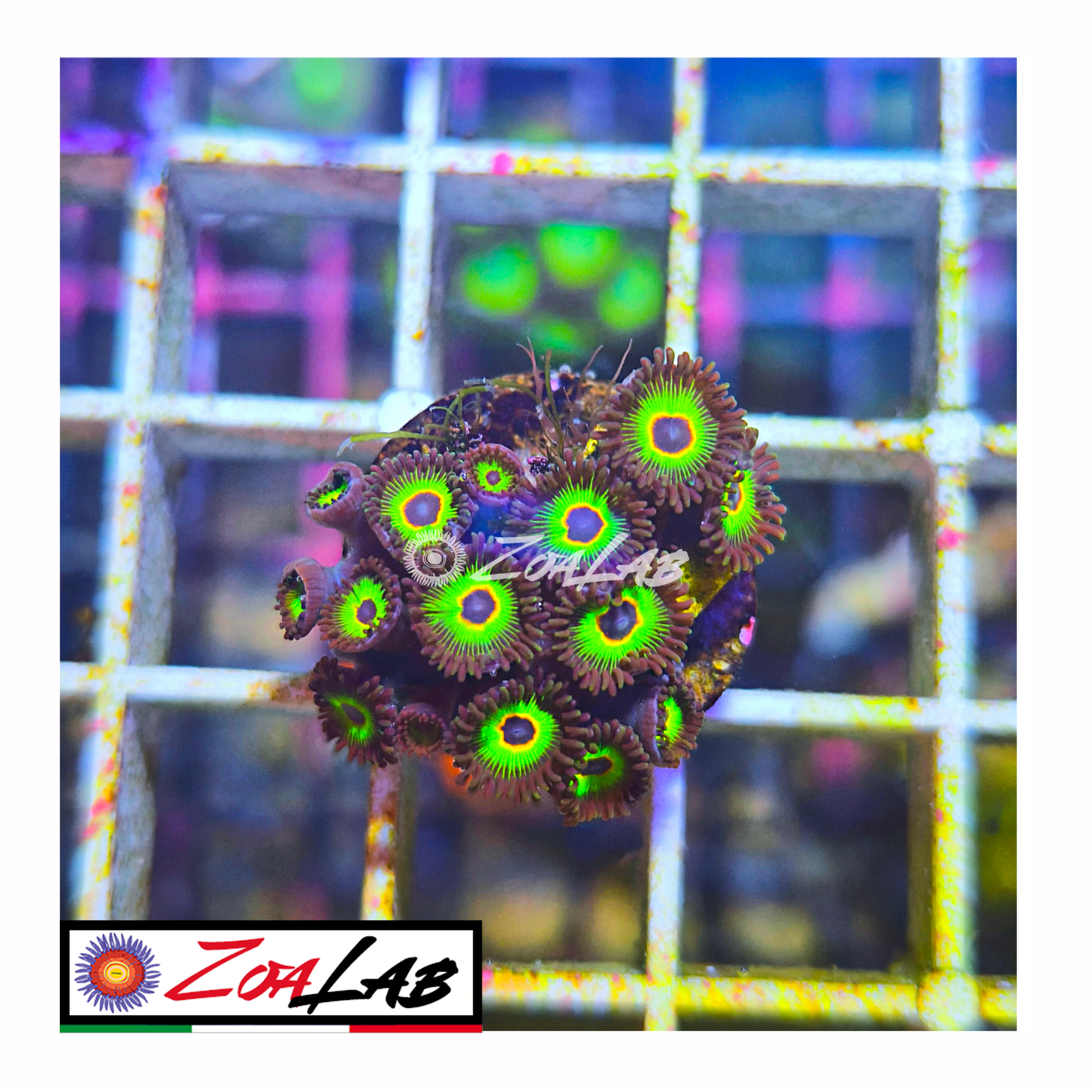 Zoanthus rasta cousins