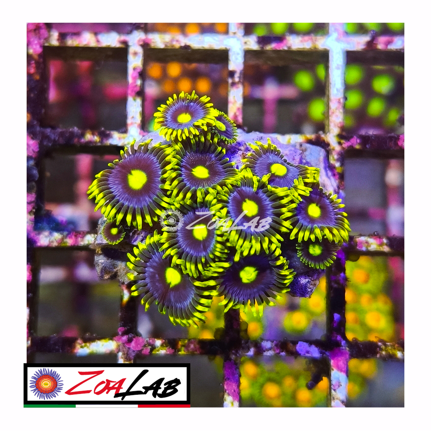 Zoanthus Blue berry pie