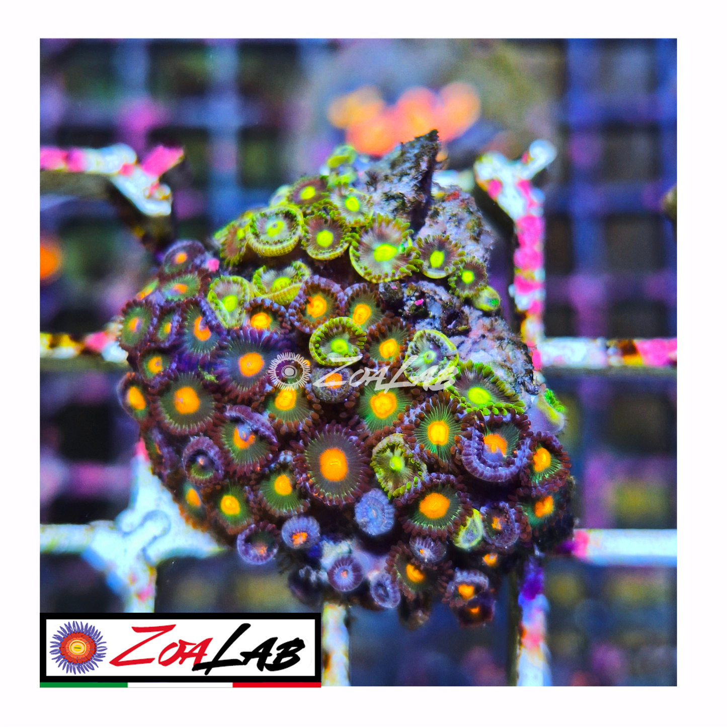 Zoanthus mix