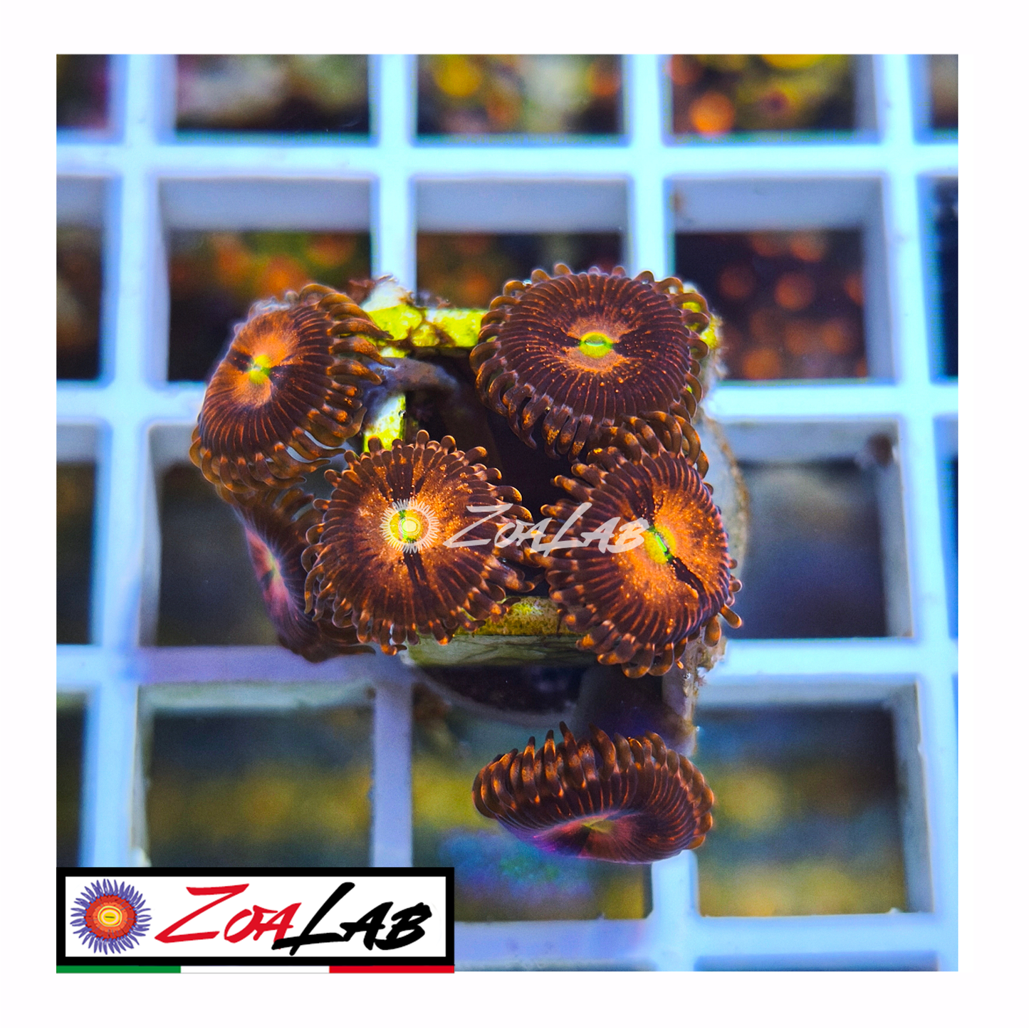 Zoanthus purple sakura