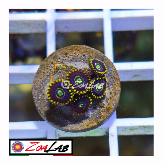 Zoanthus Blue Hornets