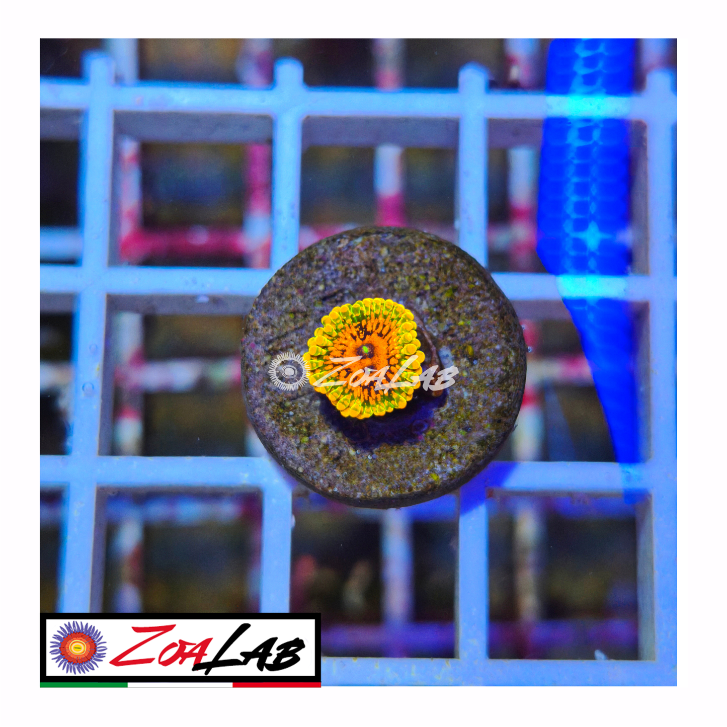 Zoanthus GMK