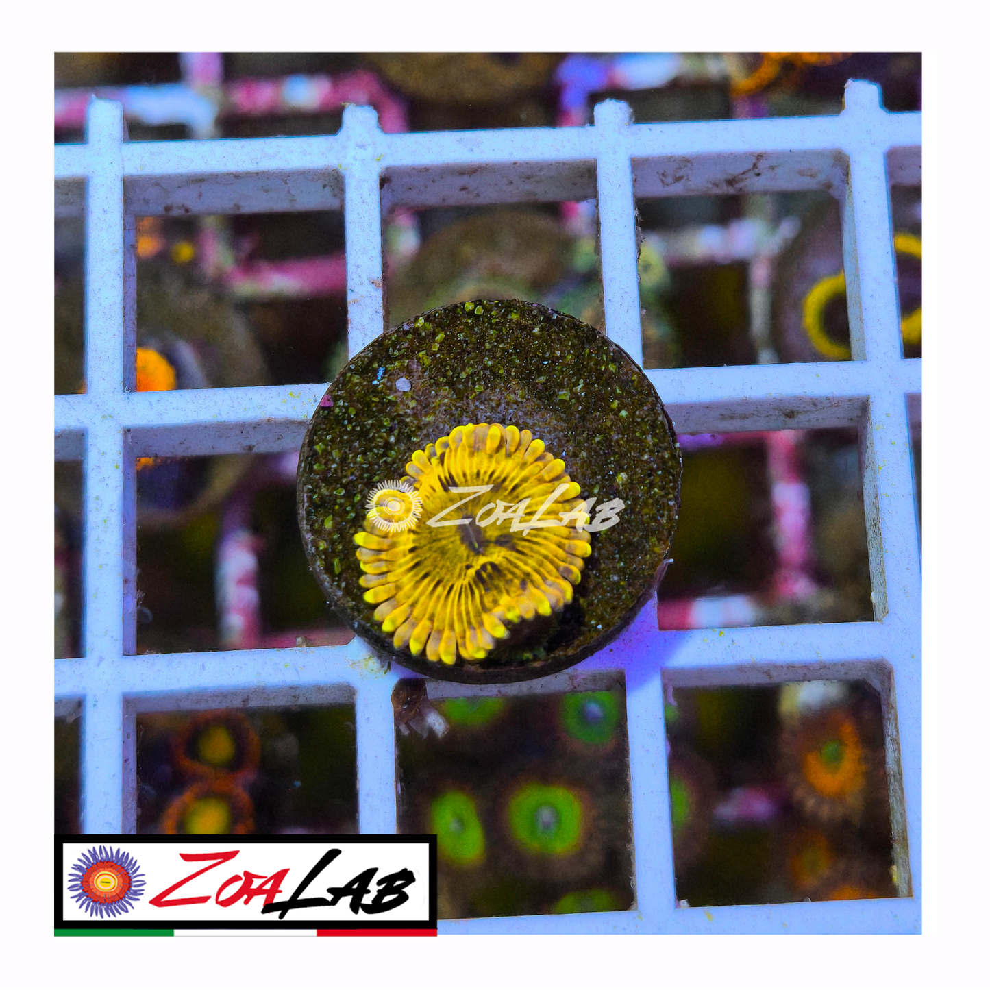 Zoanthus Elephant Golden