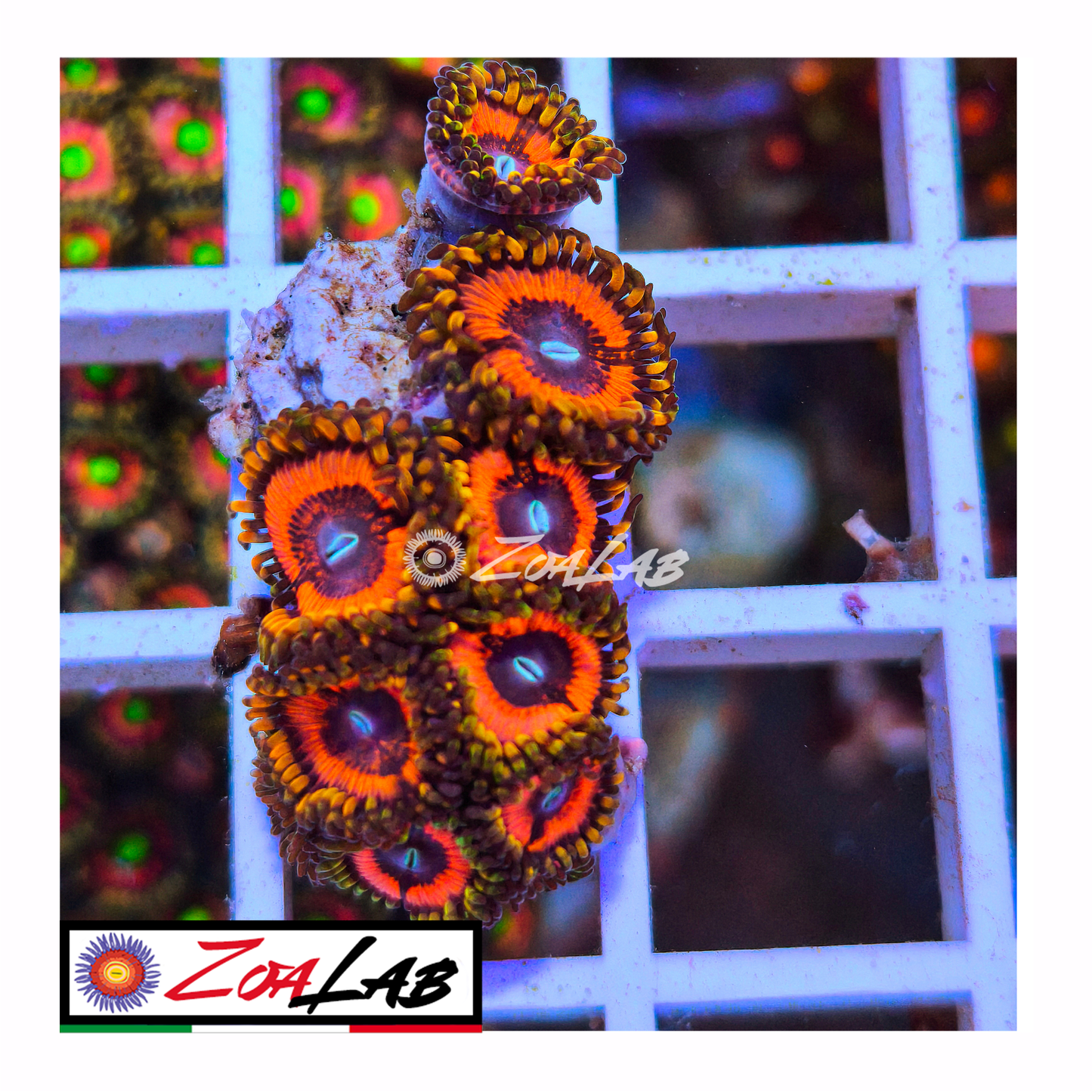 Zoanthus Red Armageddon