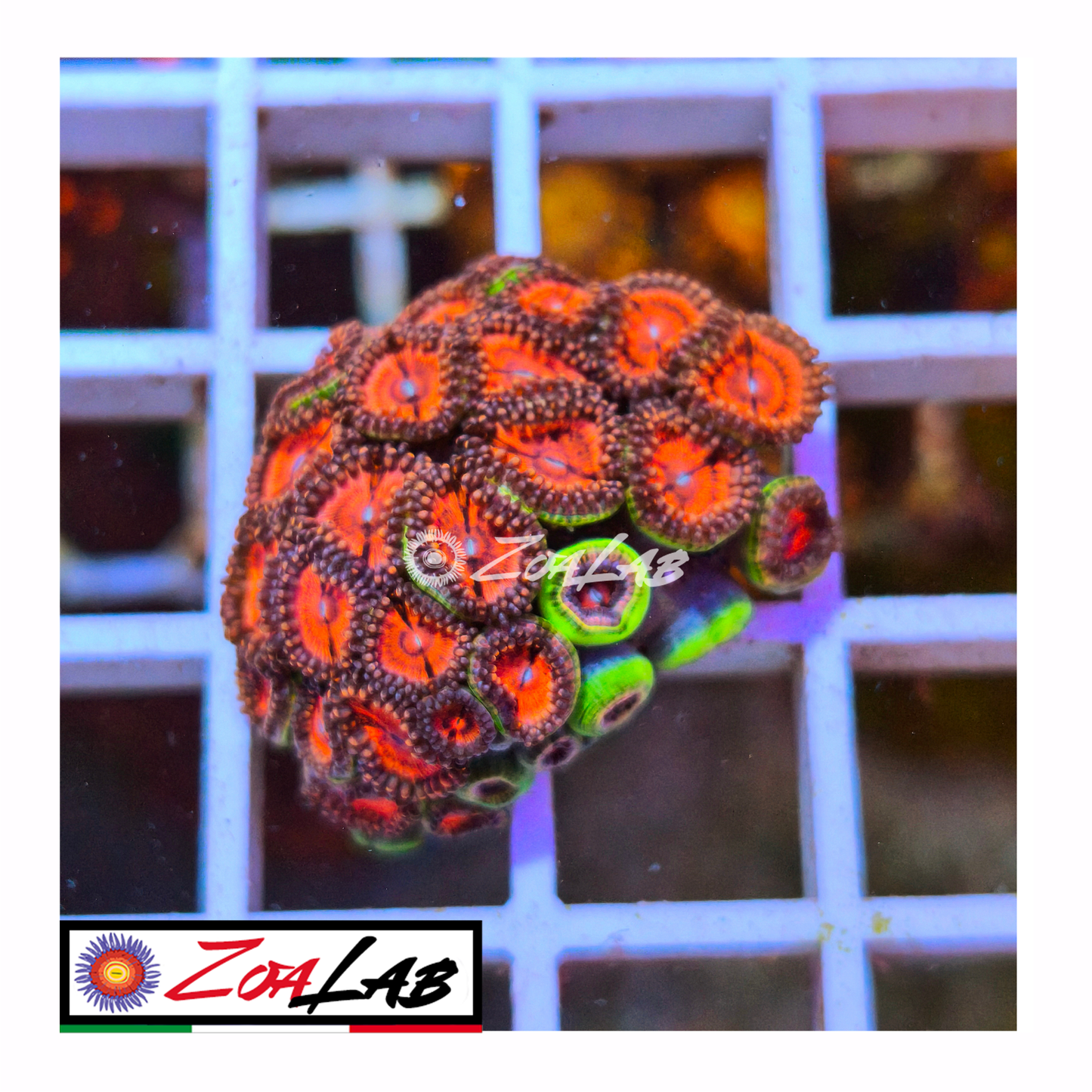 Zoanthus Orange passion
