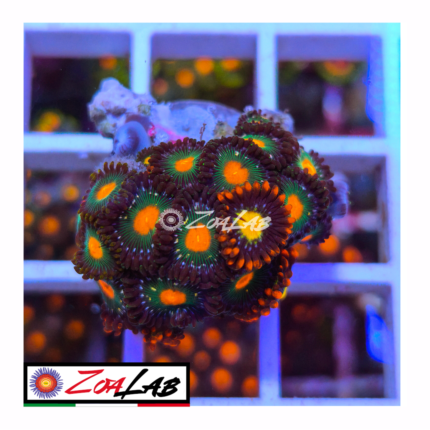 Zoanthus green nipple mix