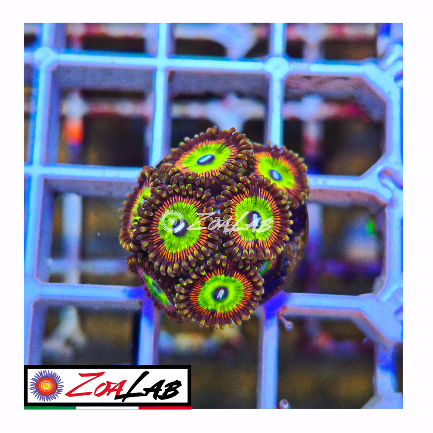 Zoanthus Candy Apple