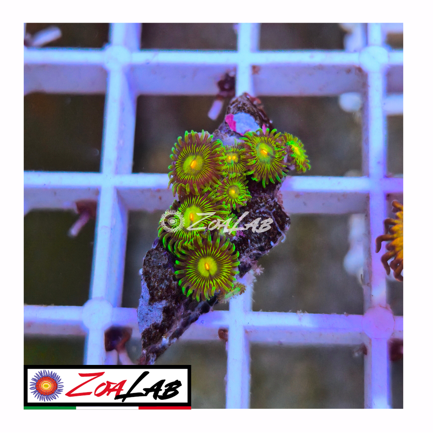 Zoanthus solandery