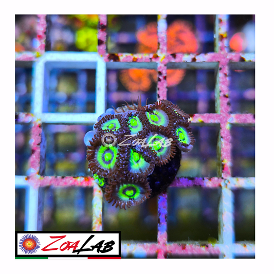 Zoanthus Blue panama