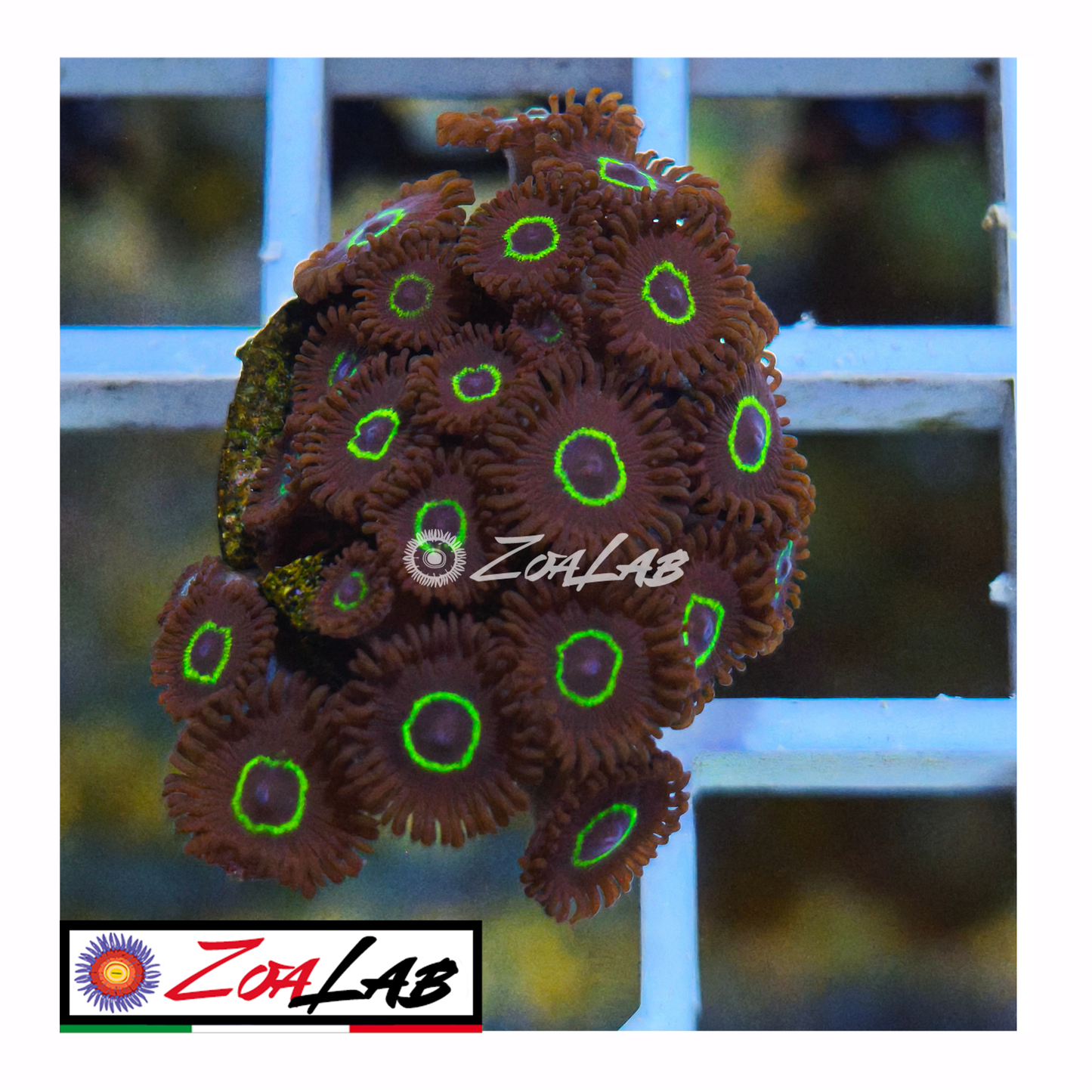 Zoanthus purple death