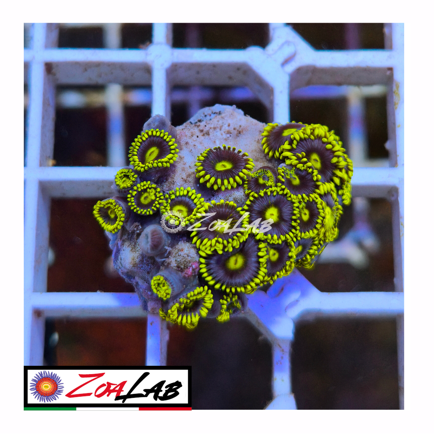 Zoanthus Blue pops