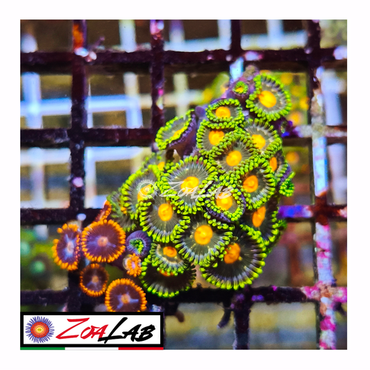 Zoanthus gorilla nipple