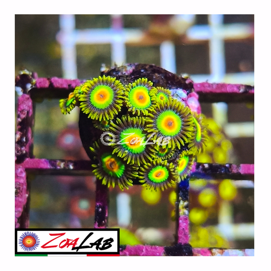 Zoanthus rasta
