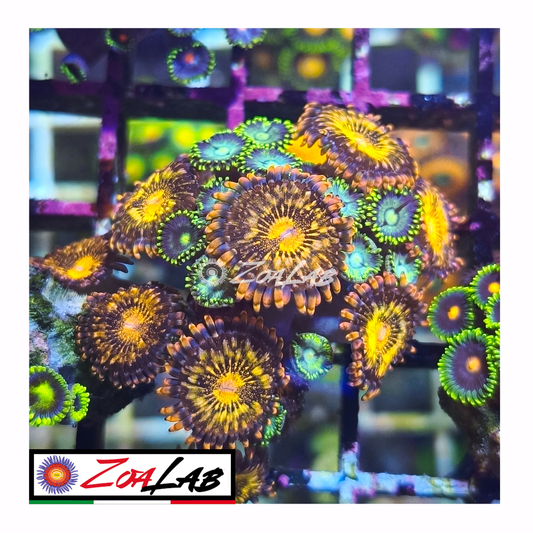 Zoanthus reverse space Monster