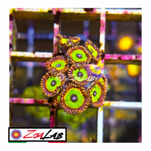 Zoanthus Candy Apple