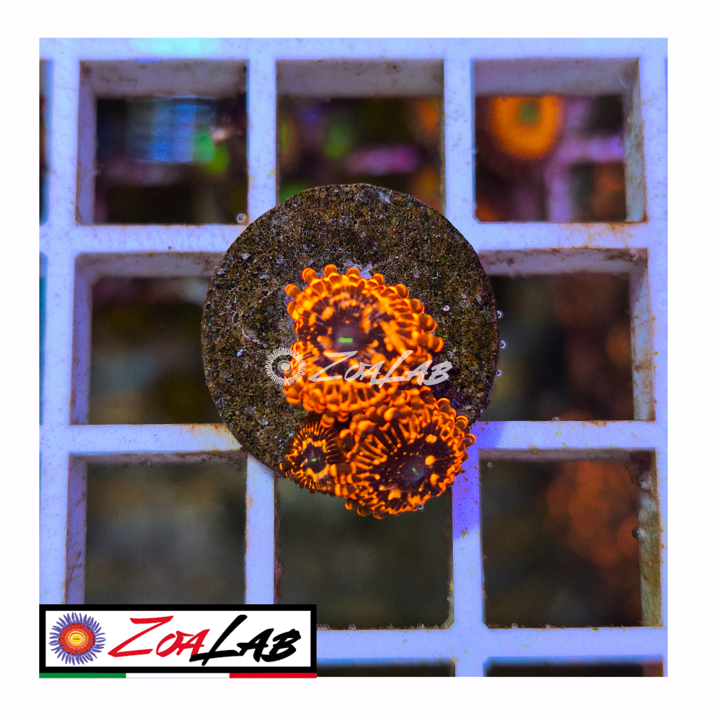 Zoanthus Utter Chaos
