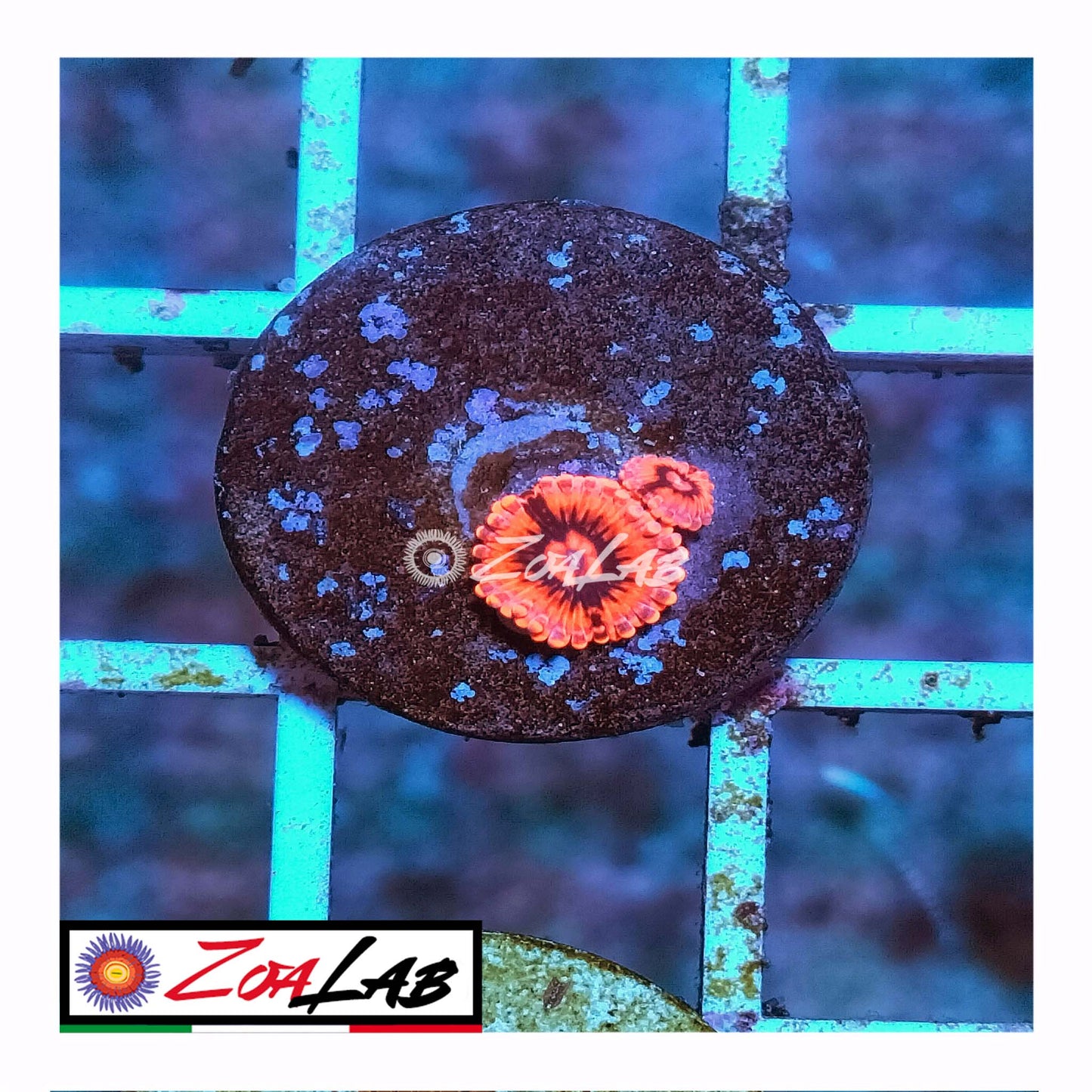 zoa sauron