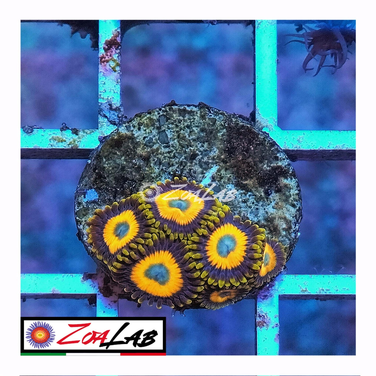 zoa scramble eggs