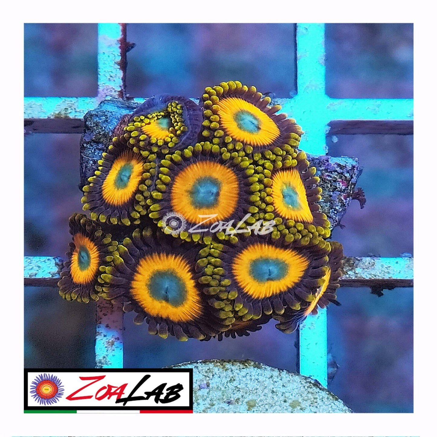 zoa scramble eggs