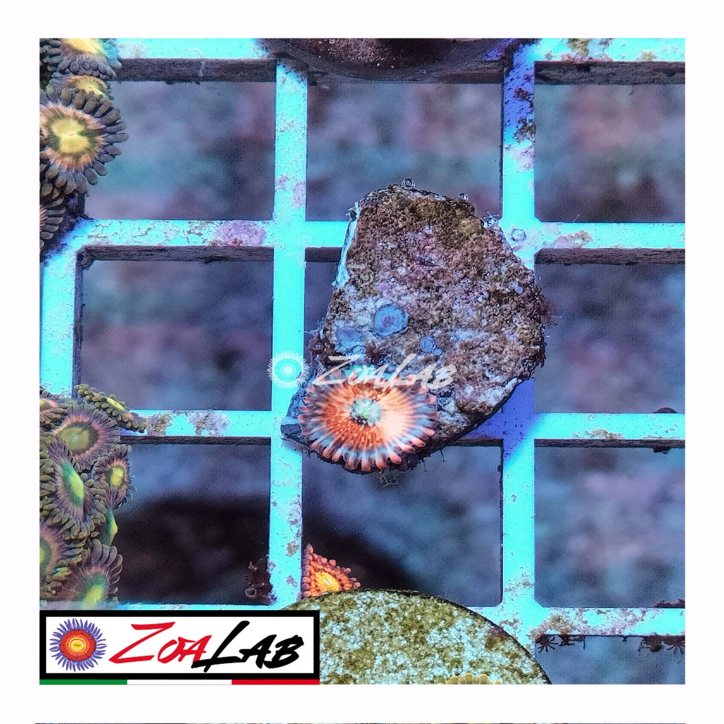 zoa seduction