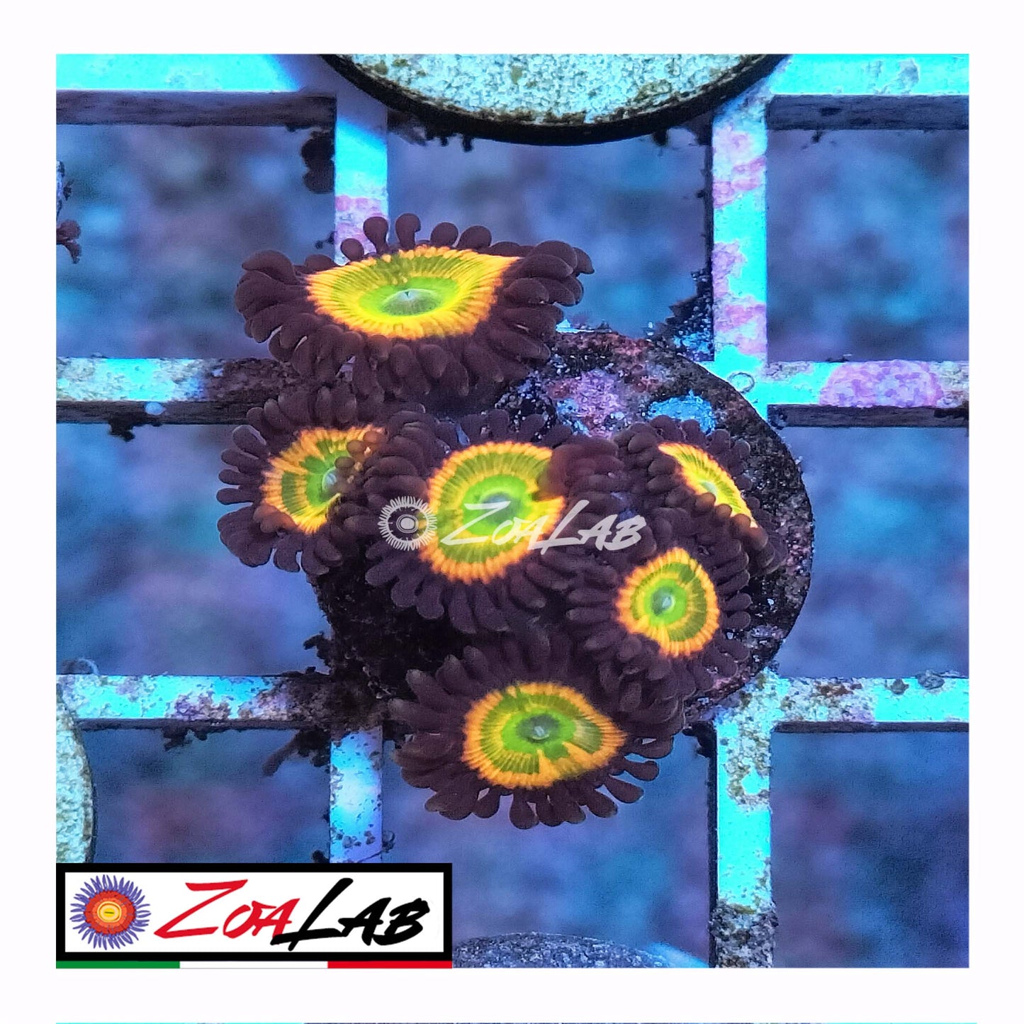 zoa sunny d