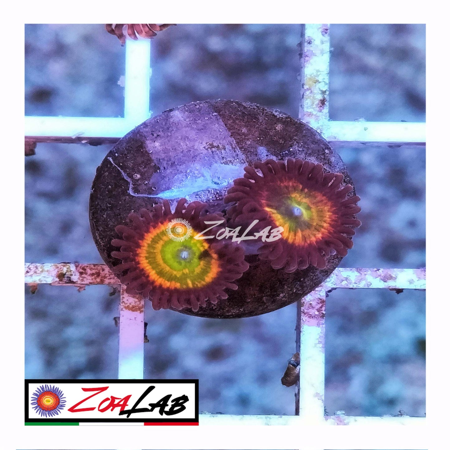 zoa sunny d