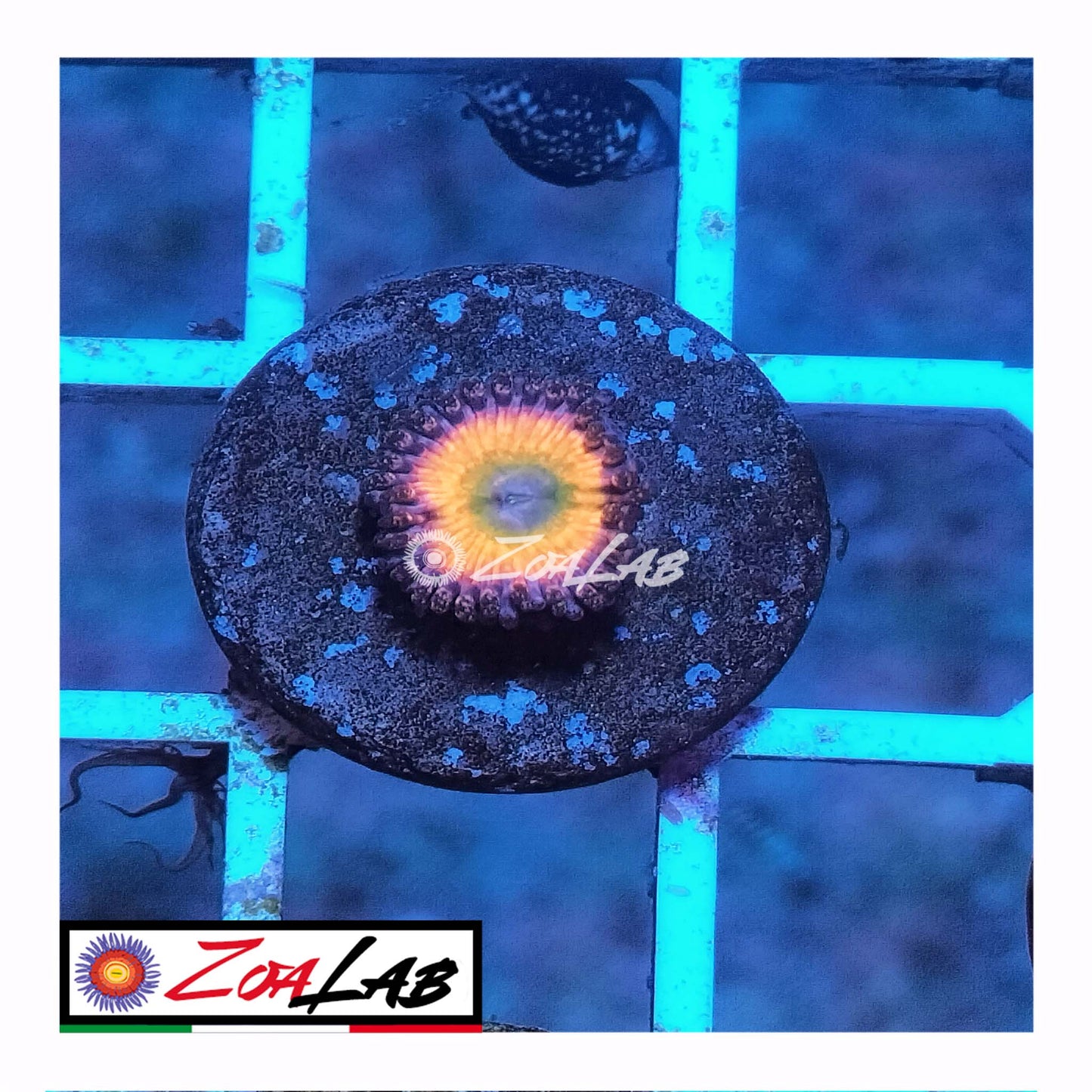 zoa orange