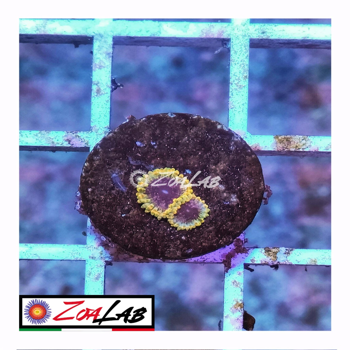 zoa tantrum