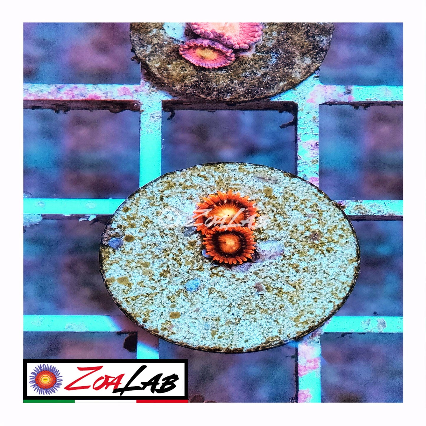 zoa tequila sunrise
