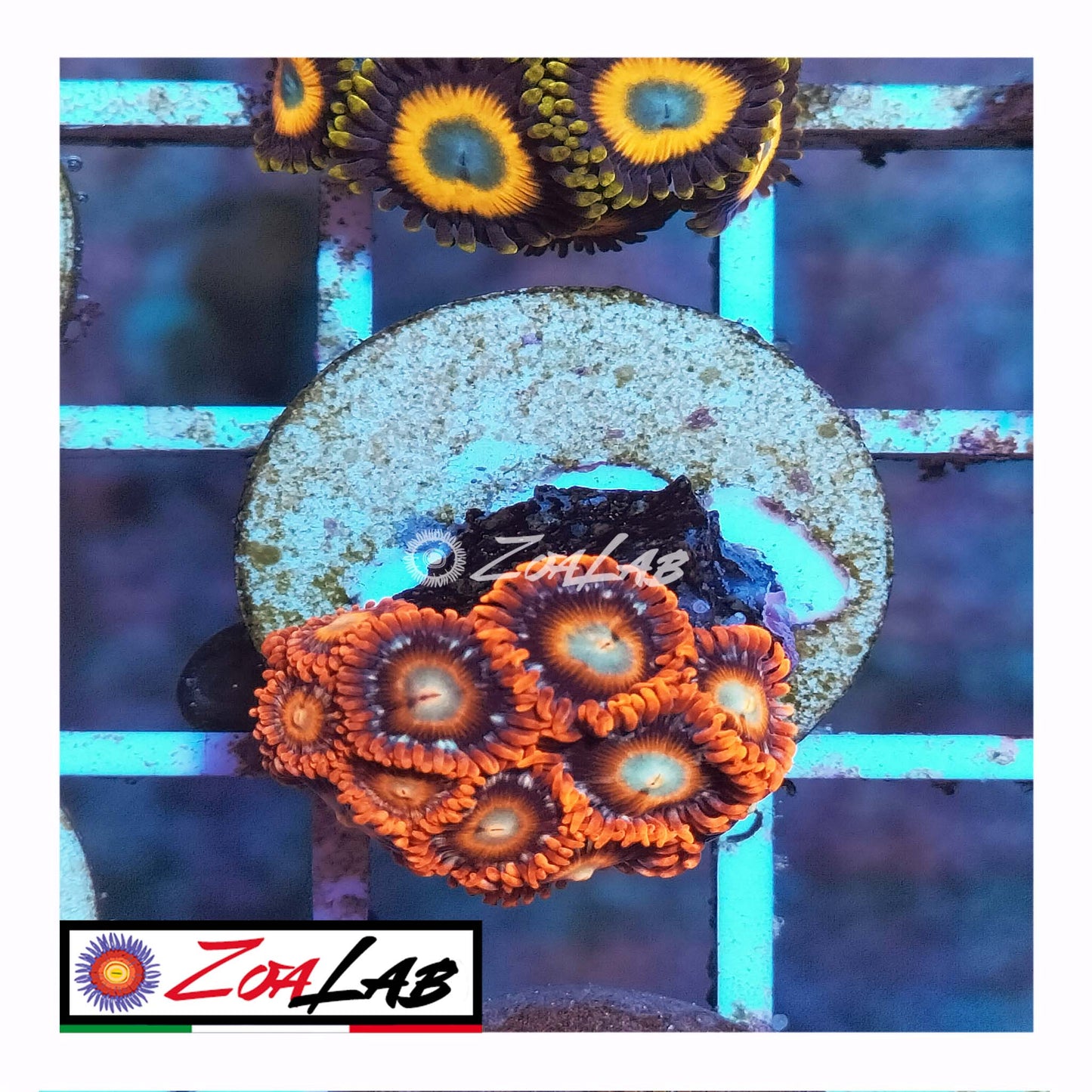 zoa tequila sunrise