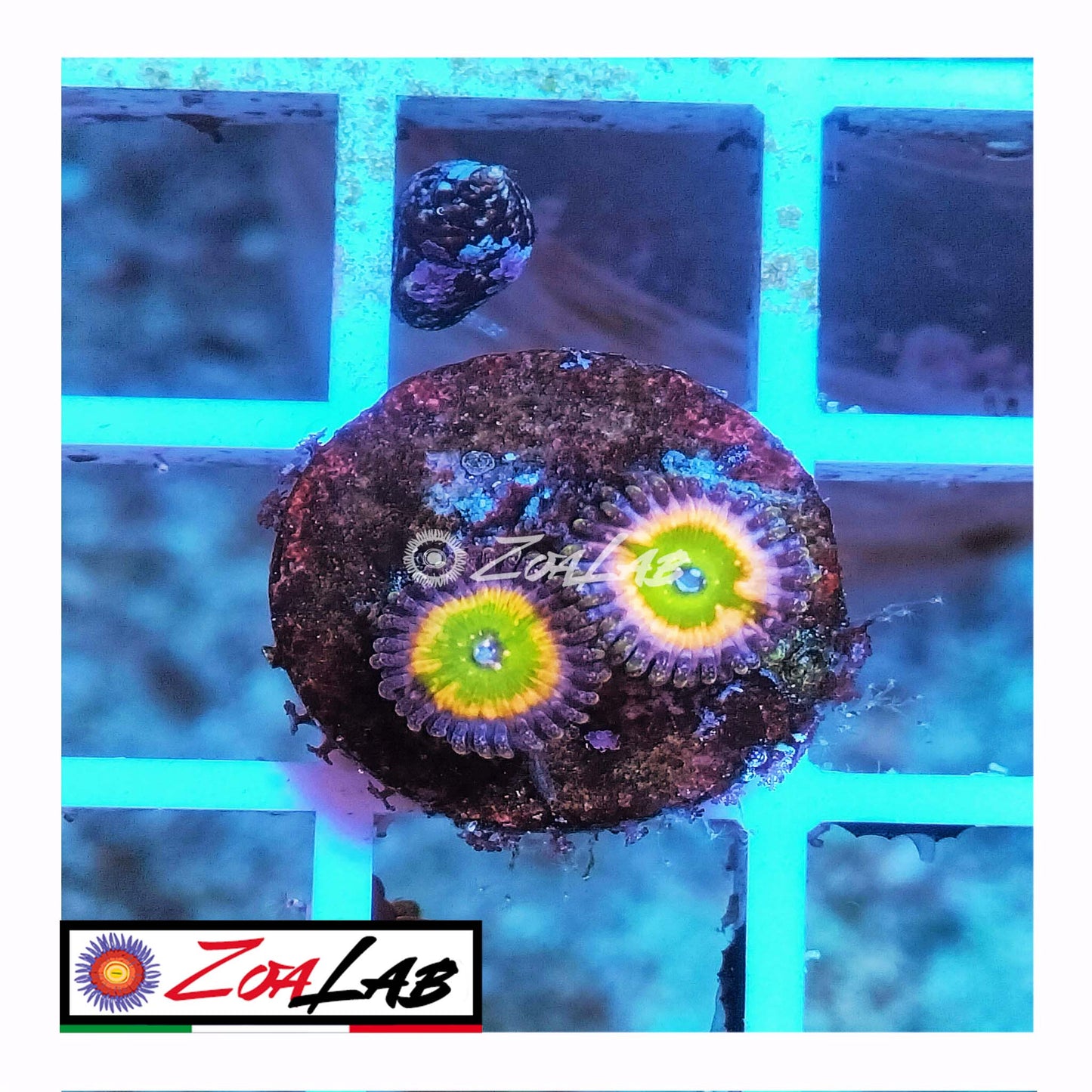 zoa tinkerbell