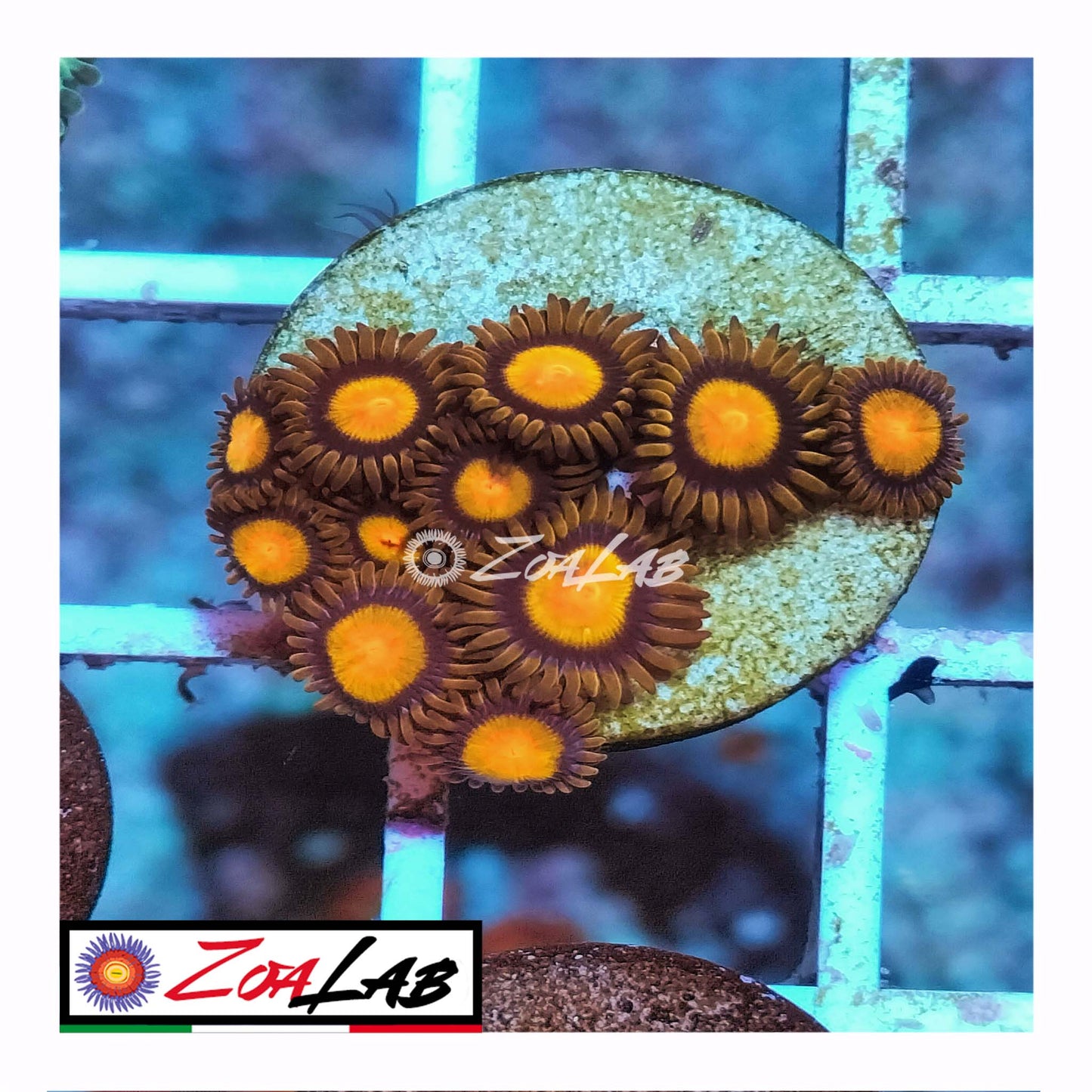 zoa tutti frutti