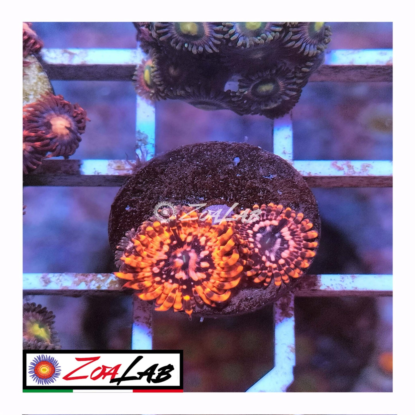 zoa utter chaos