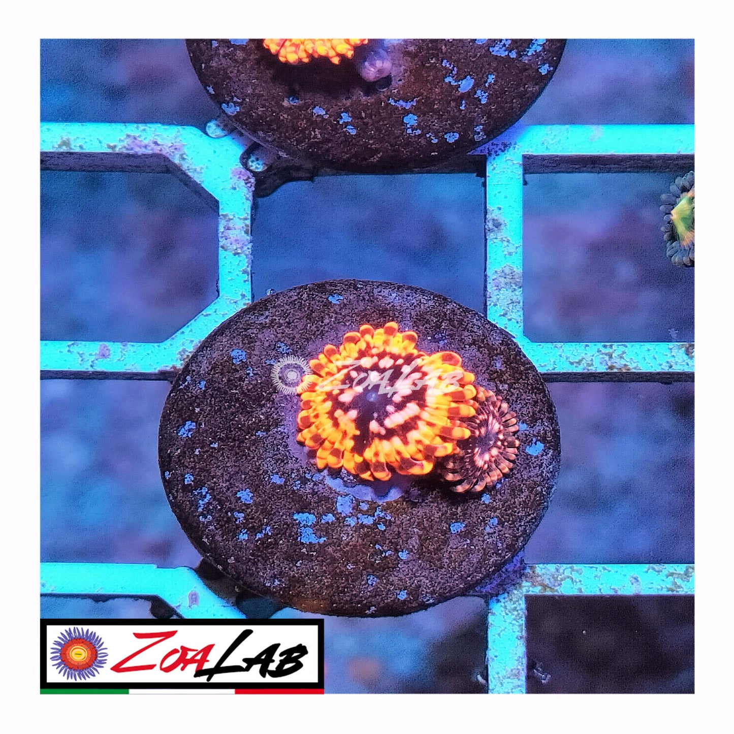 zoa utter chaos
