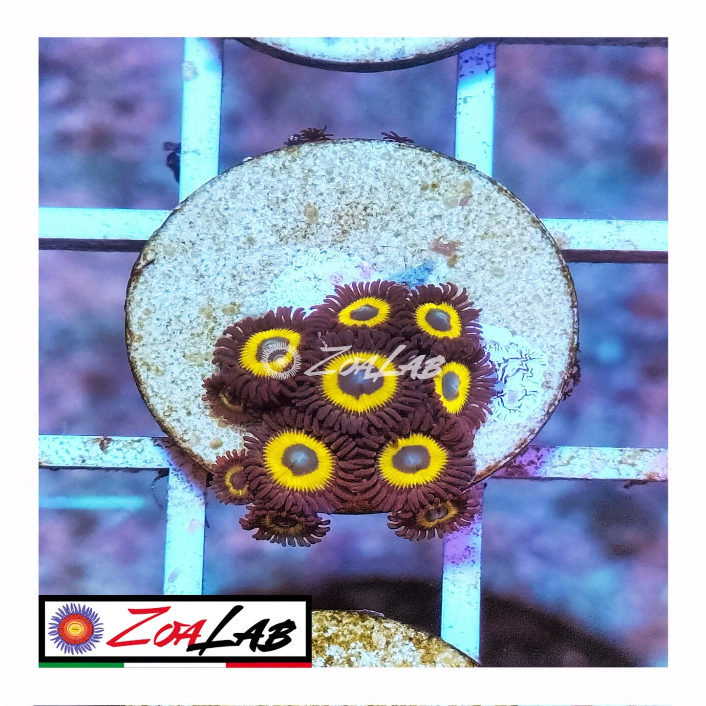 zoa yellow pumpkins